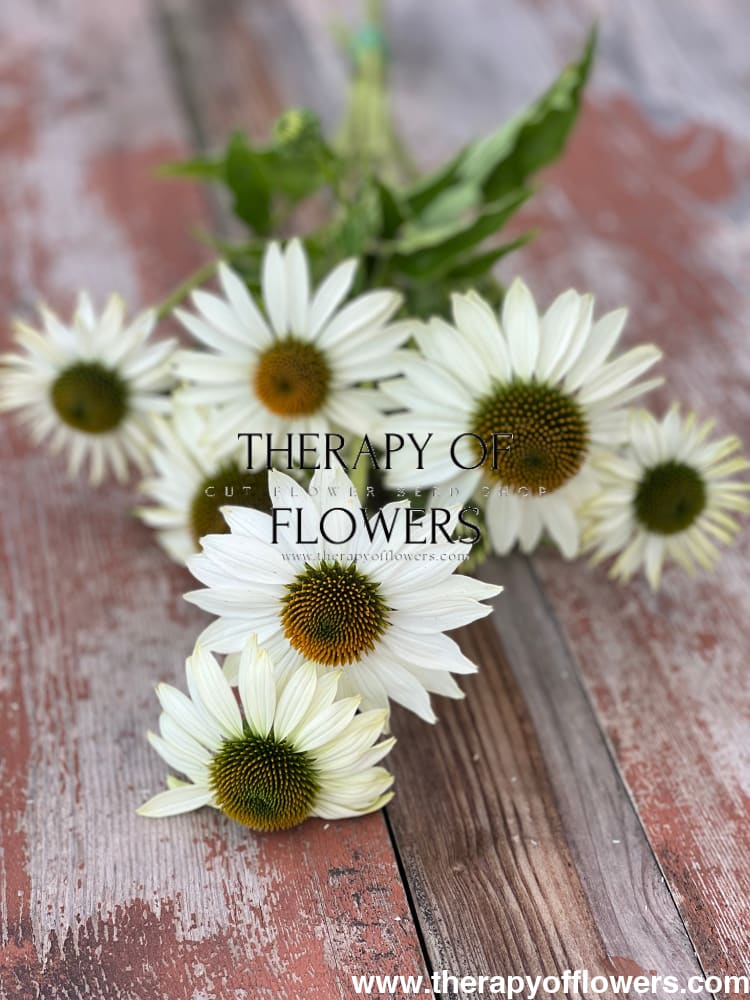 Echinacea purpurea Primadonna® White - 20 Apex Raw / 3-9 - seeds