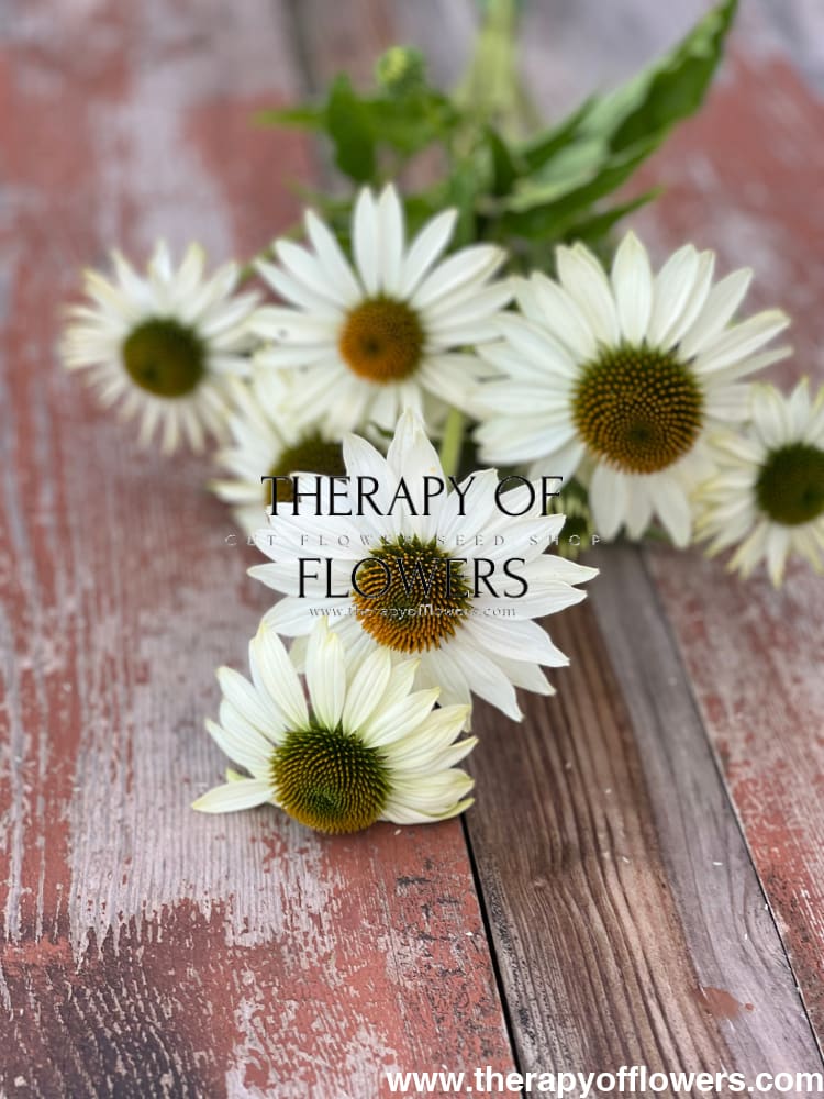 Echinacea purpurea Primadonna® White - 20 Apex Raw / 3-9 - seeds