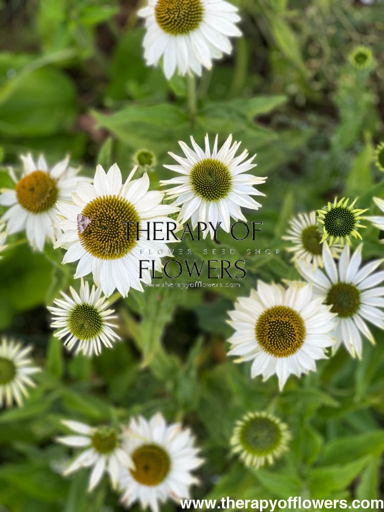Echinacea purpurea Primadonna® White - 20 Apex Raw / 3-9 - seeds