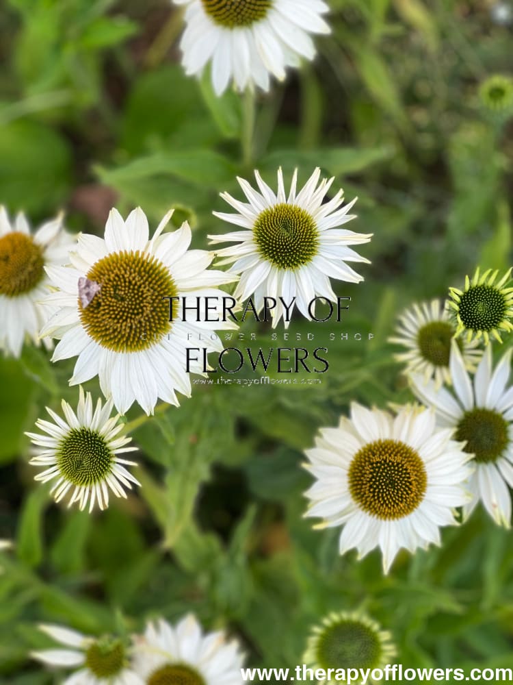 echinacea virgin seeds Echinacea purpurea Primadonna® White – therapyofflowers.com