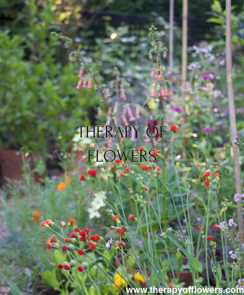 irish poet tassel flower seeds Emilia javanica Irish Poet
