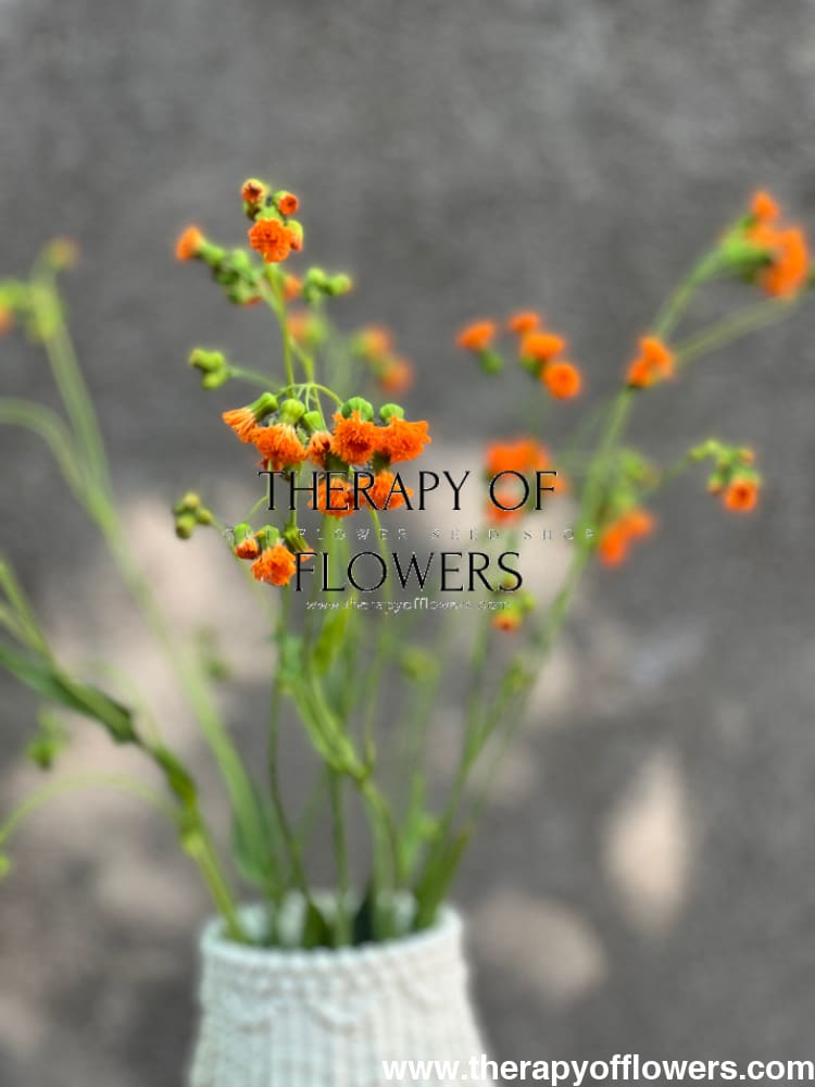irish poet tassel flower seeds Emilia javanica Irish Poet