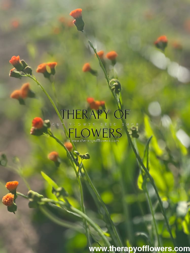 irish poet tassel flower seeds Emilia javanica Irish Poet