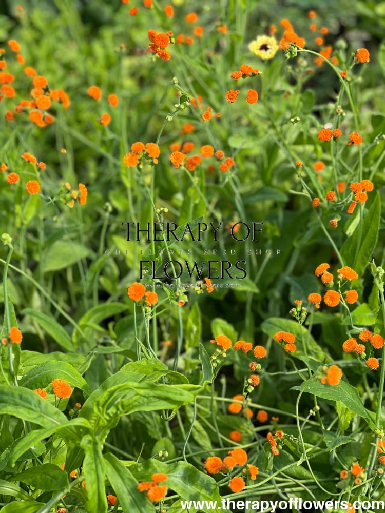 irish poet tassel flower seeds Emilia javanica Irish Poet