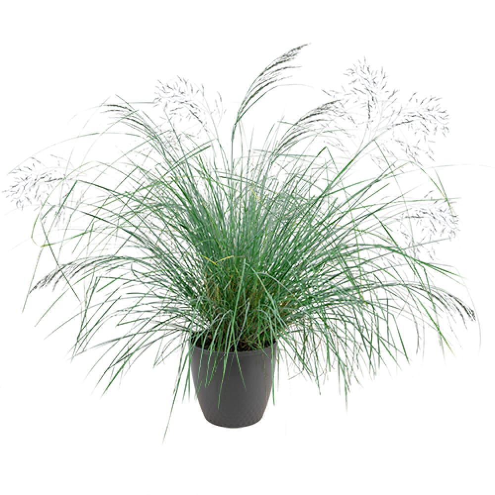 Eragrostis elliotii Lovey | Blue Love Grass therapyofflowers.com