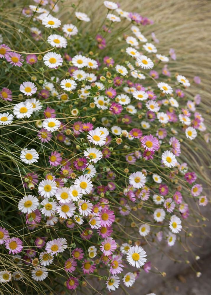 Erigeron karvinskianus Profusion | Mexican Daisy | Pelleted therapyofflowers.com