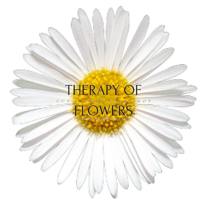 Erigeron karvinskianus Profusion | Mexican Fleabane therapyofflowers.com