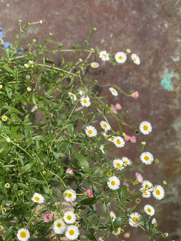 Erigeron karvinskianus Profusion | Mexican Daisy | Pelleted therapyofflowers.com