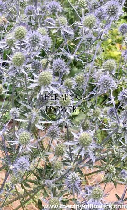 Eryngium planum Blue Glitter | Flat Sea Holly therapyofflowers.com