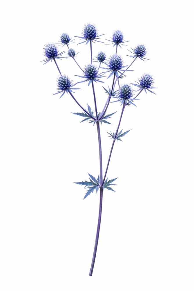Eryngium planum Blue Glitter | Flat Sea Holly