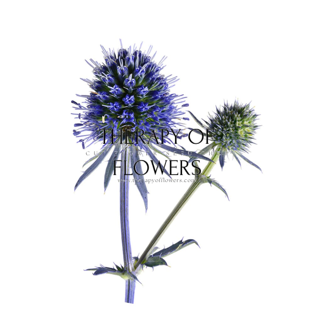 Eryngium planum Blue Glitter therapyofflowers.com