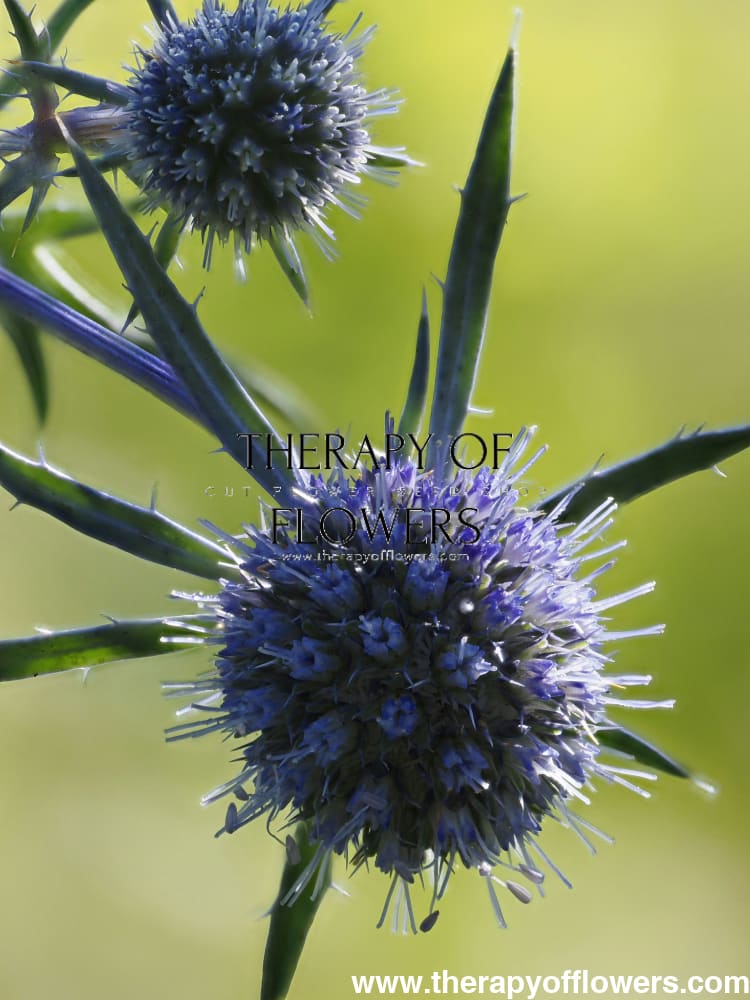 Eryngium planum Blue Glitter | Flat Sea Holly therapyofflowers.com