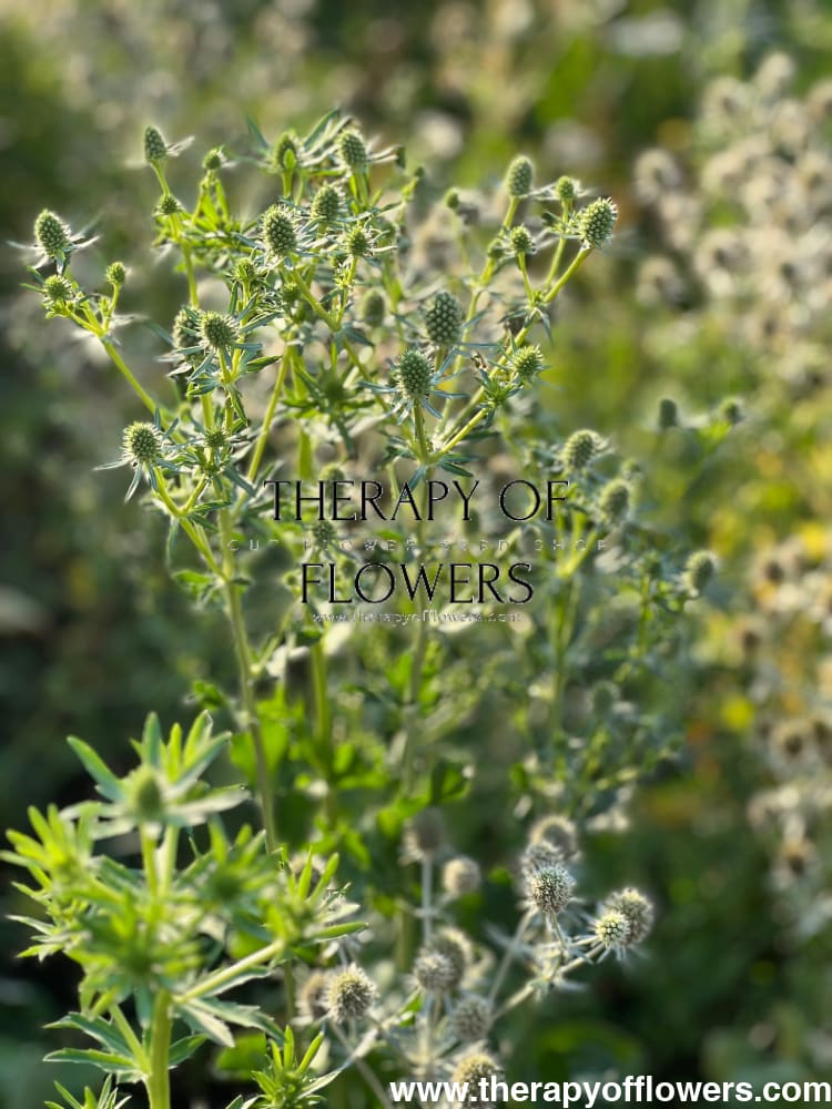 Eryngium planum White Glitter | Flat Sea Holly therapyofflowers.com