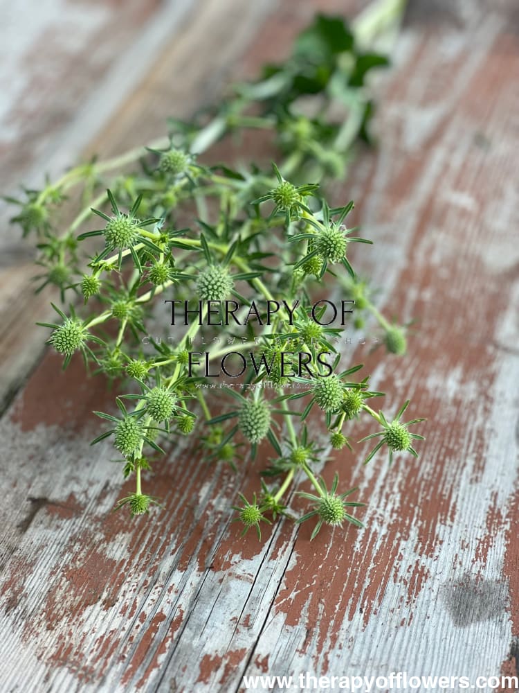 Eryngium planum White Glitter | Flat Sea Holly therapyofflowers.com