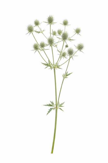 Eryngium planum White Glitter | Flat Sea Holly - 20 Raw seed / 3-9 / White - Seeds