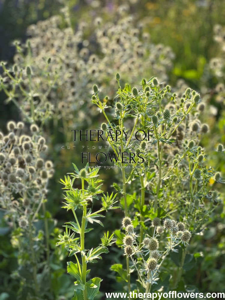 Eryngium planum White Glitter | Flat Sea Holly therapyofflowers.com