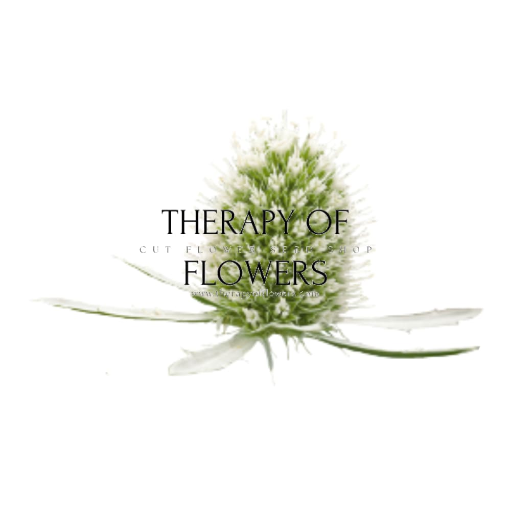 Eryngium planum White Glitter | Flat Sea Holly therapyofflowers.com
