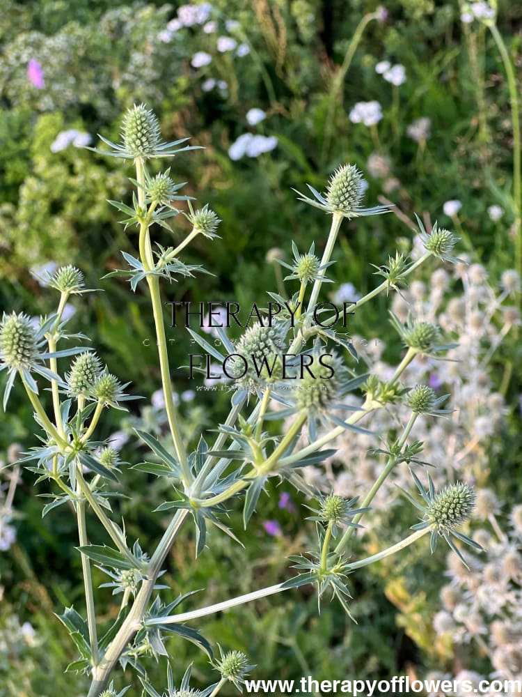 Eryngium planum White Glitter | Flat Sea Holly therapyofflowers.com