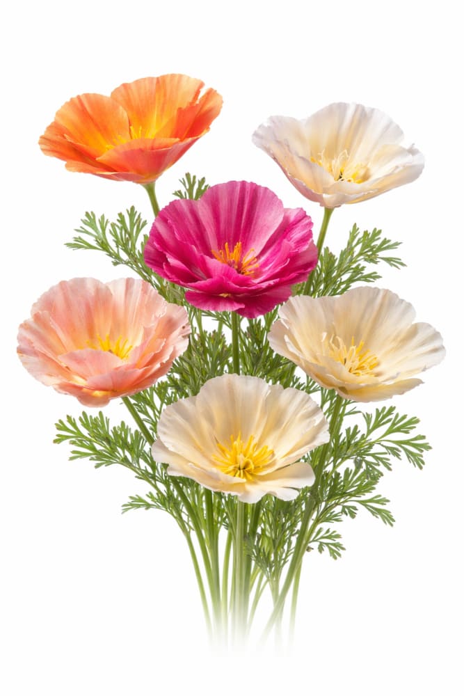 Eschscholzia californica Thai Silk Mixture | California Poppy - 0.5 gram / 70 cm - seeds