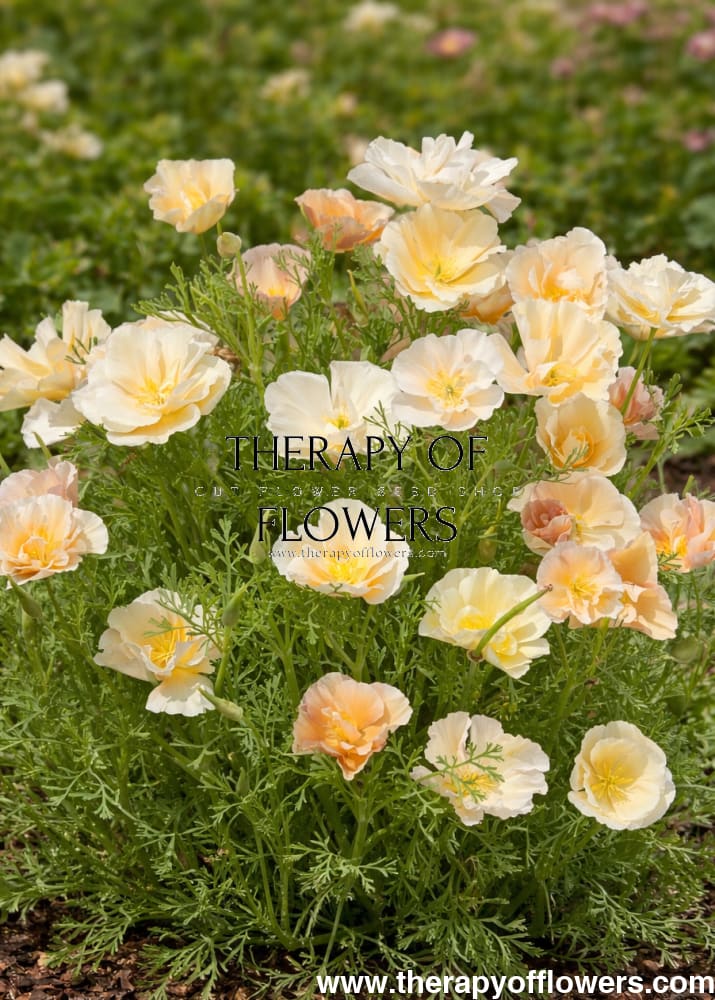 Eschscholzia californica Thai Silk Pink Champagne | California Poppy therapyofflowers.com