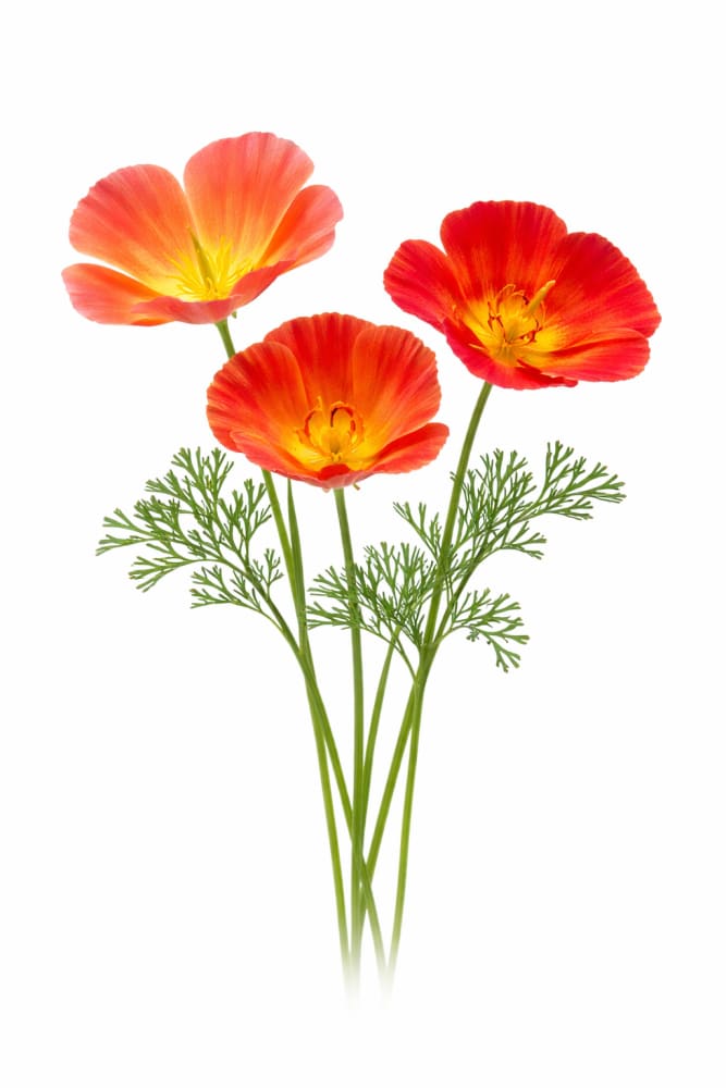 Eschscholzia californica Thai Silk Strawberry Fields | California Poppy therapyofflowers.com