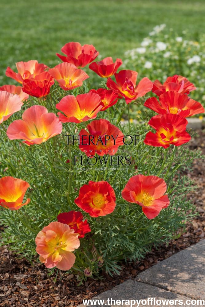 Eschscholzia californica Thai Silk Strawberry Fields | California Poppy therapyofflowers.com