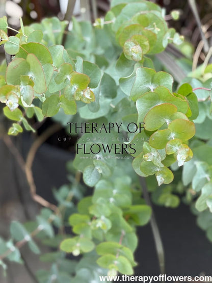 Eucalyptus cinerea Silver Dollar | Florists Eucalyptus | Tasmanian Blue therapyofflowers.com