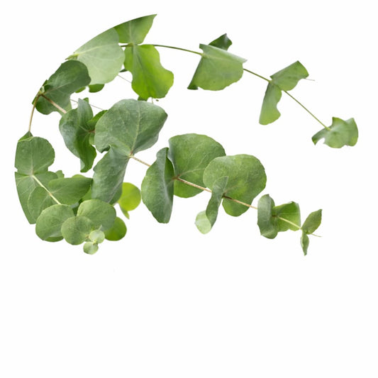 Eucalyptus cinerea Silver Dollar | Florists Eucalyptus | Tasmanian Blue - 20 Seeds - Seeds