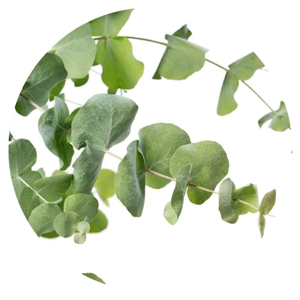 Eucalyptus cinerea Silver Dollar | Florists Eucalyptus | Tasmanian Blue therapyofflowers.com