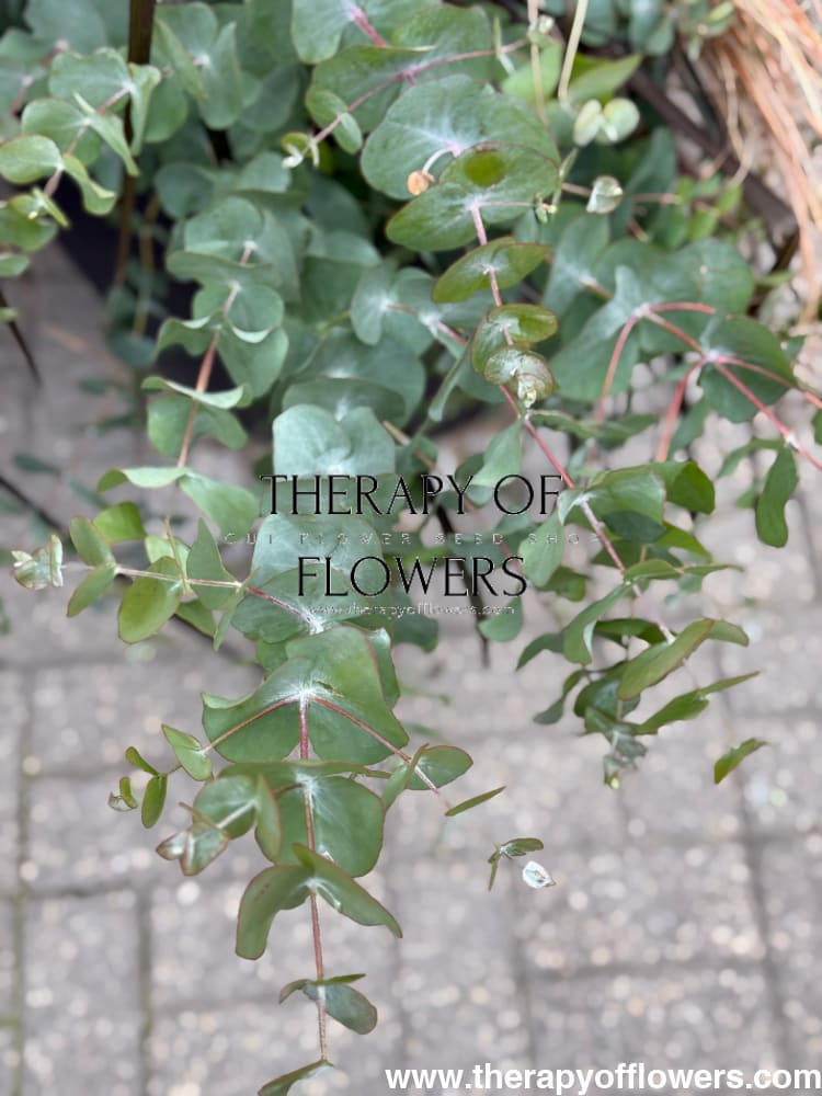 Eucalyptus cinerea Silver Dollar | Florists Eucalyptus | Tasmanian Blue 20 Seeds Seeds