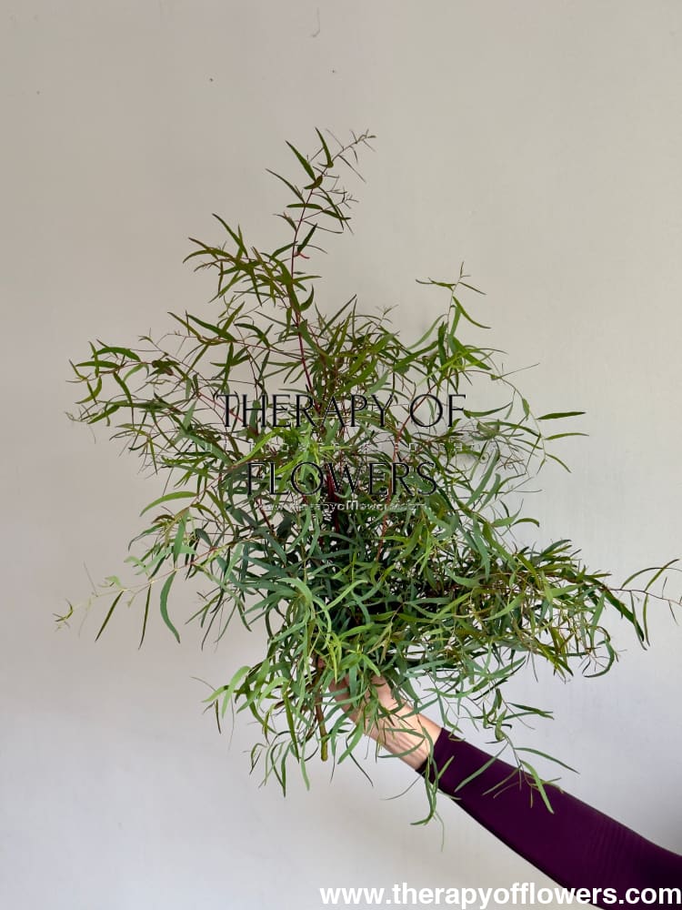 Eucalyptus nicholii | Nichol’s Willow | Willow Peppermint therapyofflowers.com