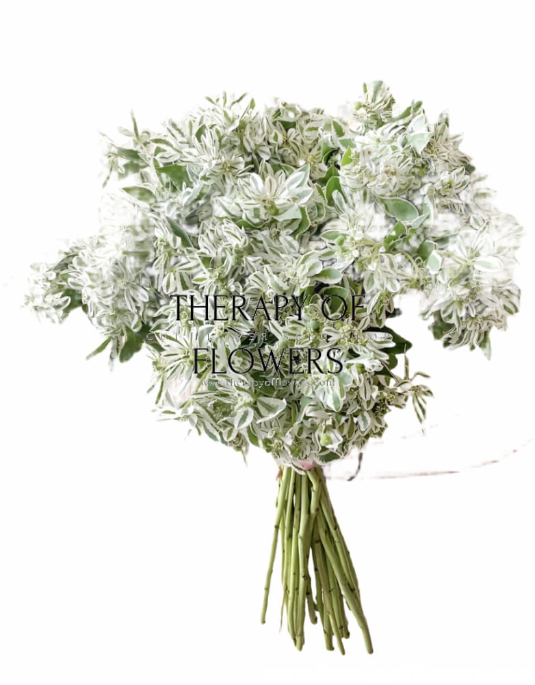 Euphorbia marginata Early Snow | Snow-on-the-Mountains - 20 seeds / Annual / Snowy, bright-white - Seeds