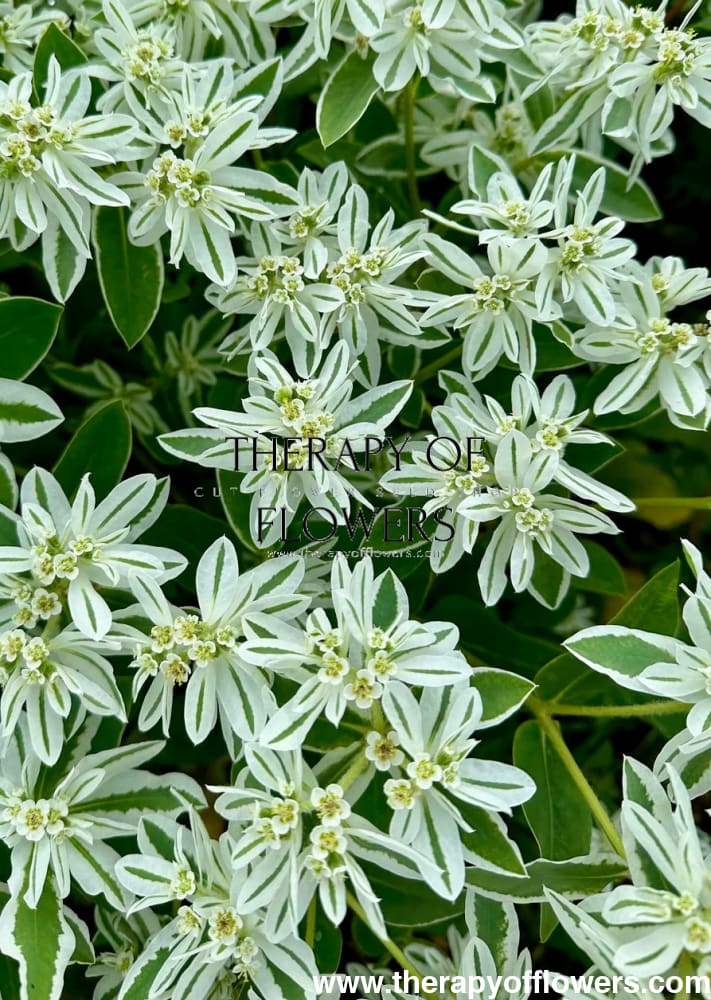 Euphorbia marginata Early Snow | Snow-on-the-Mountains - 20 seeds / Annual / Snowy, bright-white - Seeds