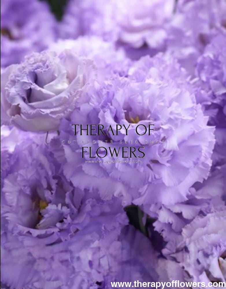 Eustoma grandiflorum Corelli™ II Lavender F1 | Lisianthus | Pelleted therapyofflowers.com