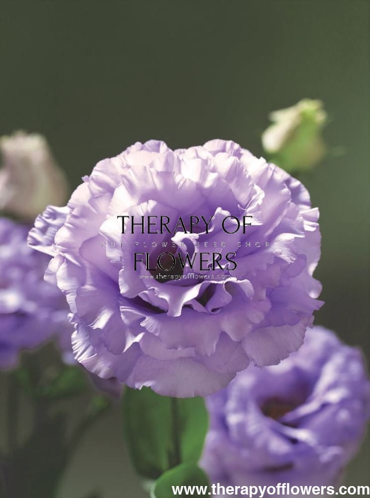 Eustoma grandiflorum Corelli™ II Lavender F1 | Lisianthus | Pelleted - 20 seeds / Pelleted / Lavander - seeds