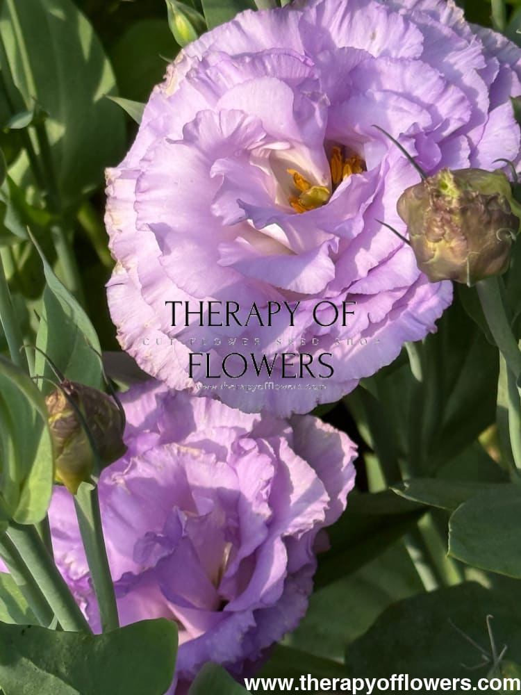 Eustoma grandiflorum Corelli™ II Lavender F1 | Lisianthus | Pelleted therapyofflowers.com