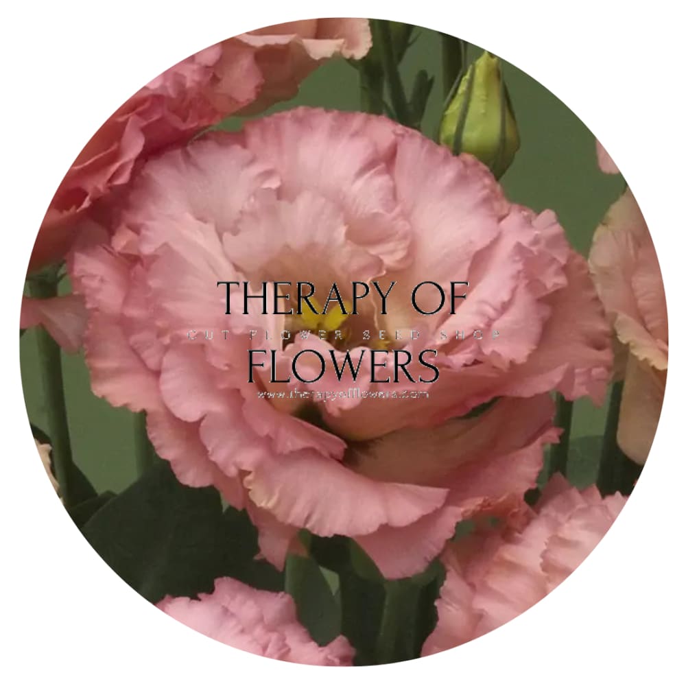 Eustoma grandiflorum Corelli™ III Apricot F1 | Lisianthus | Pelleted - 20 seeds / Pelleted / Apricot - seeds