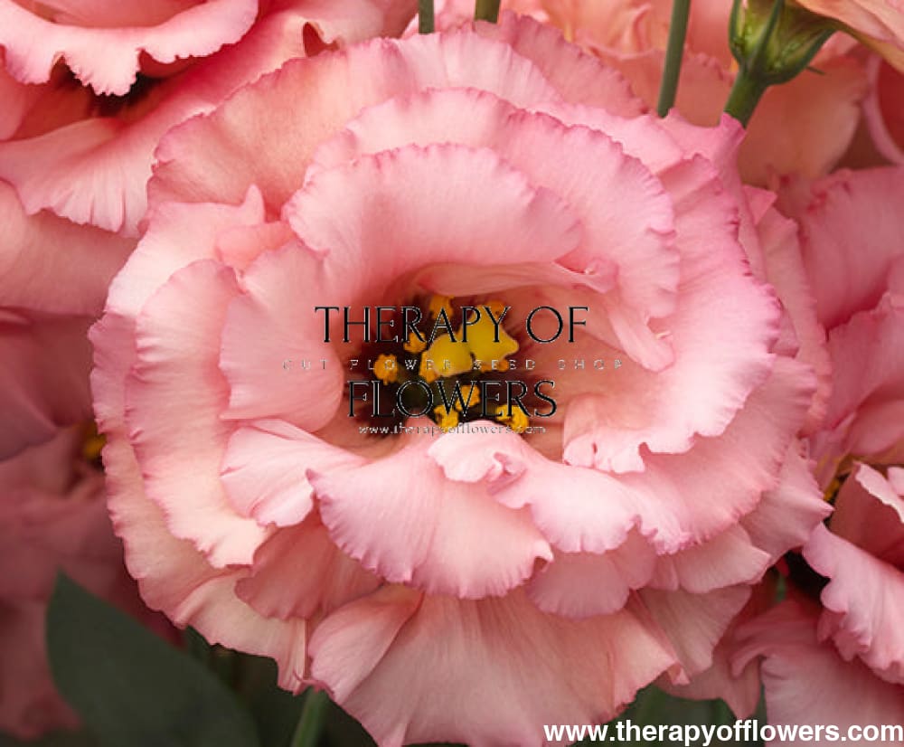 Eustoma grandiflorum Corelli™ III Apricot F1 | Lisianthus | Pelleted therapyofflowers.com