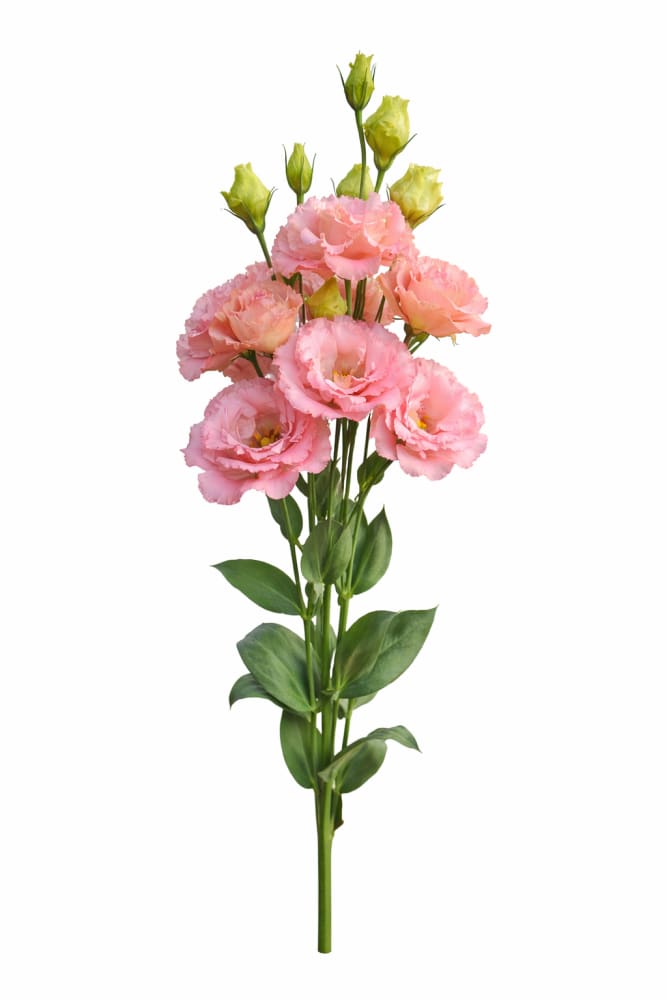Eustoma grandiflorum Corelli™ III Apricot F1 | Lisianthus | Pelleted - 20 seeds / Pelleted / Apricot - seeds