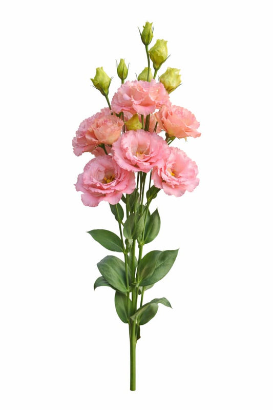 Eustoma grandiflorum Corelli™ III Apricot F1 | Lisianthus | Pelleted - 20 seeds / Pelleted / Apricot - seeds