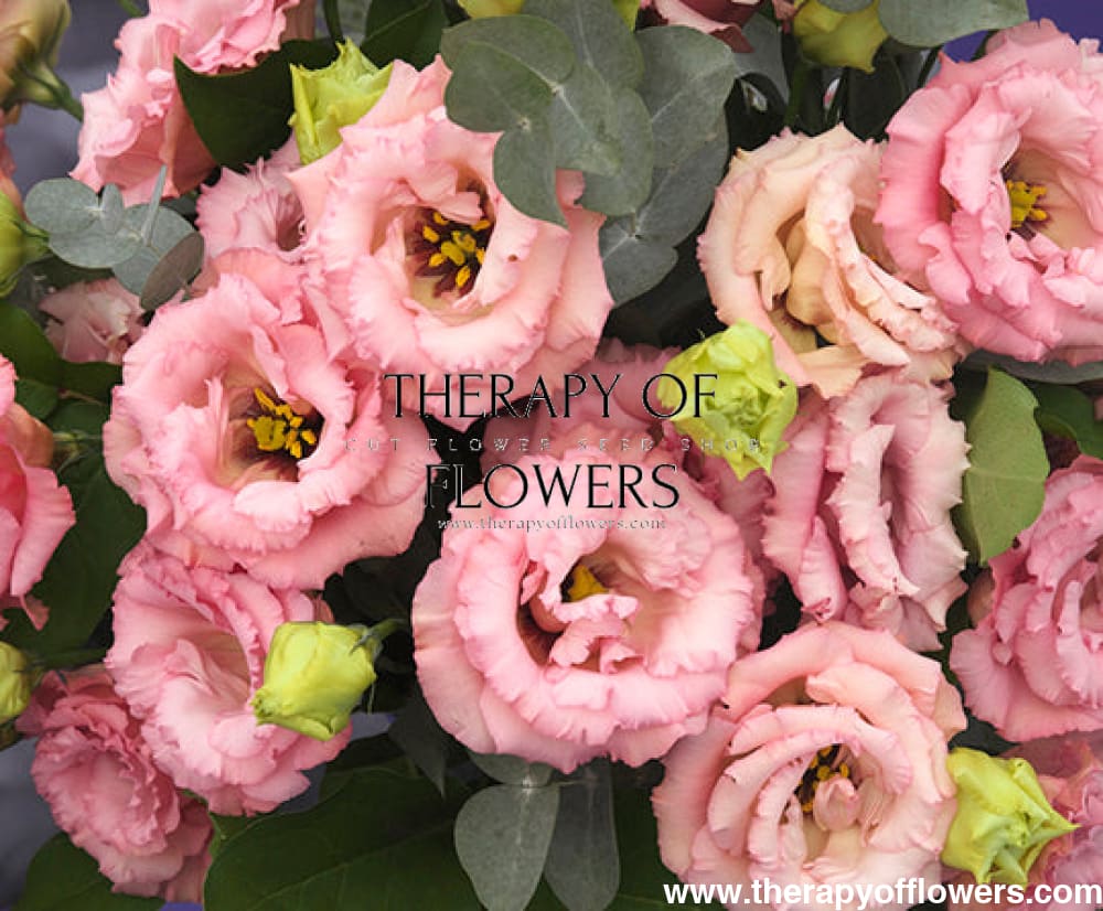 Eustoma grandiflorum Corelli™ III Apricot F1 | Lisianthus | Pelleted therapyofflowers.com