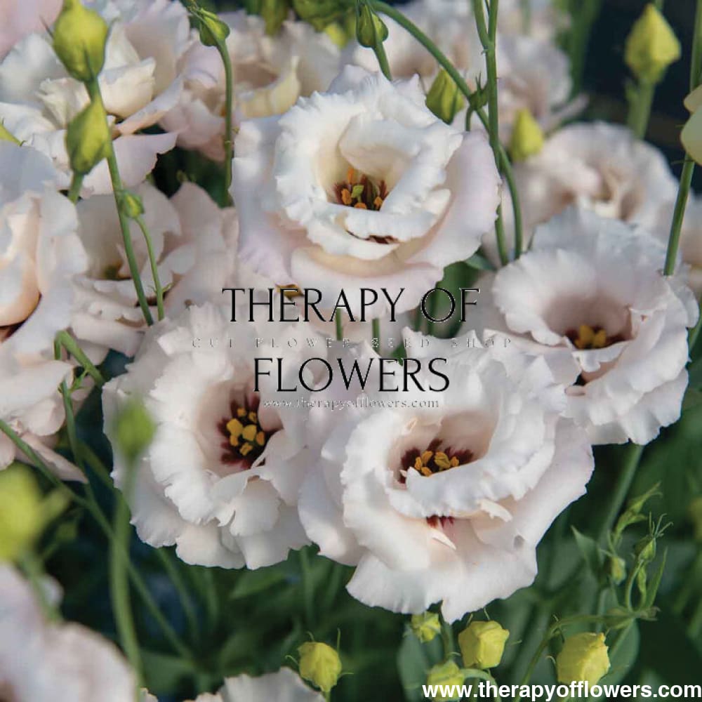 eustoma / lisianthus grandiflorum seeds - thornless rose Eustoma grandiflorum Corelli™ III Light Pink F1