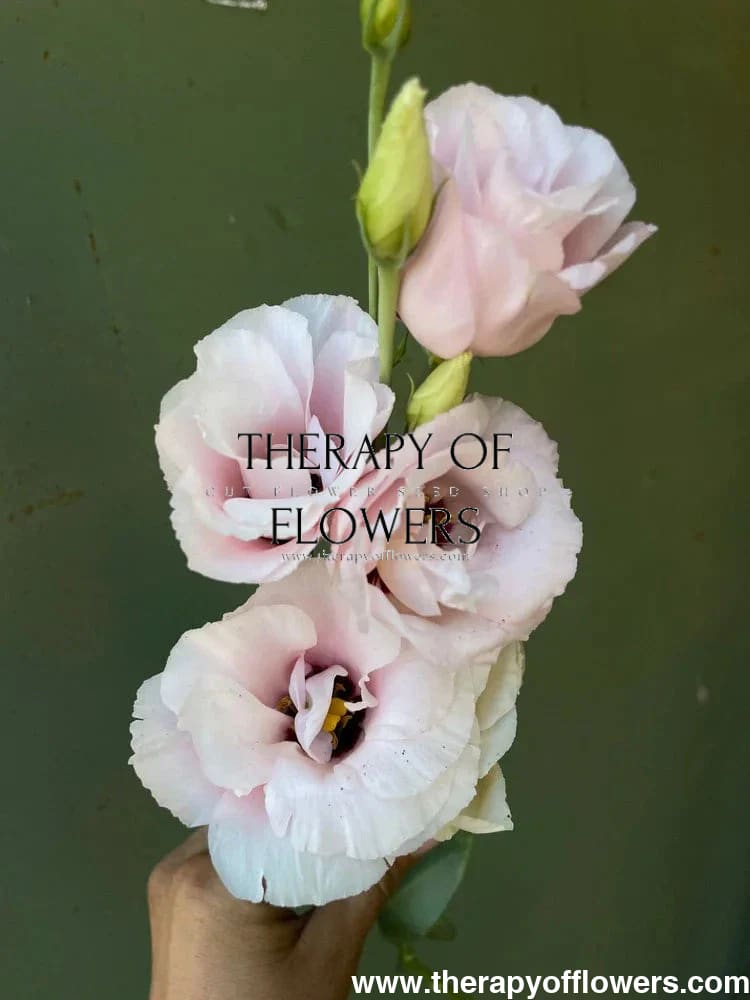 Eustoma grandiflorum Corelli™ III Light Pink F1 | Lisianthus | Pelleted therapyofflowers.com