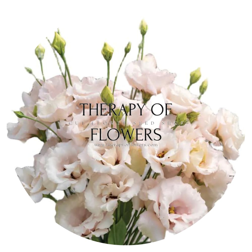 Lisianthus Corelli™ III Light Pink therapyofflowers.com