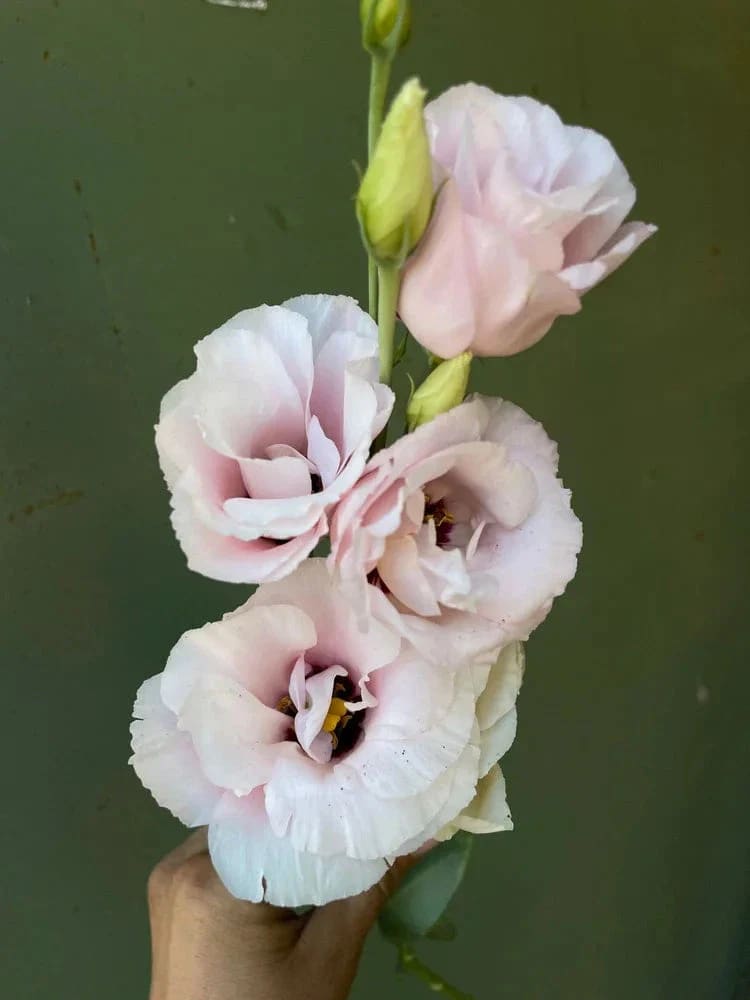 Eustoma grandiflorum Corelli™ III Light Pink F1 | Lisianthus | Pelleted therapyofflowers.com