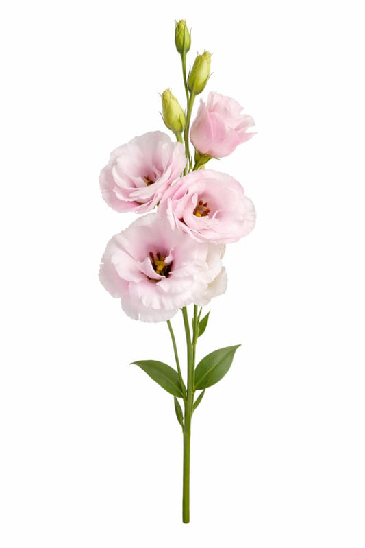 Eustoma grandiflorum Corelli™ III Light Pink F1 | Lisianthus | Pelleted - 20 seeds / Pelleted / Light Pink - seeds