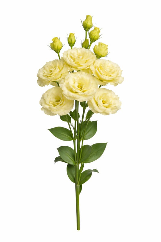Eustoma grandiflorum Corelli™ SU III Yellow F1 | Lisianthus - 20 seeds / Pelleted / Rich yellow - seeds