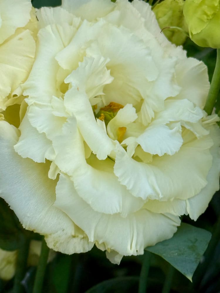 Eustoma grandiflorum Corelli™ SU III Yellow F1 | Lisianthus therapyofflowers.com
