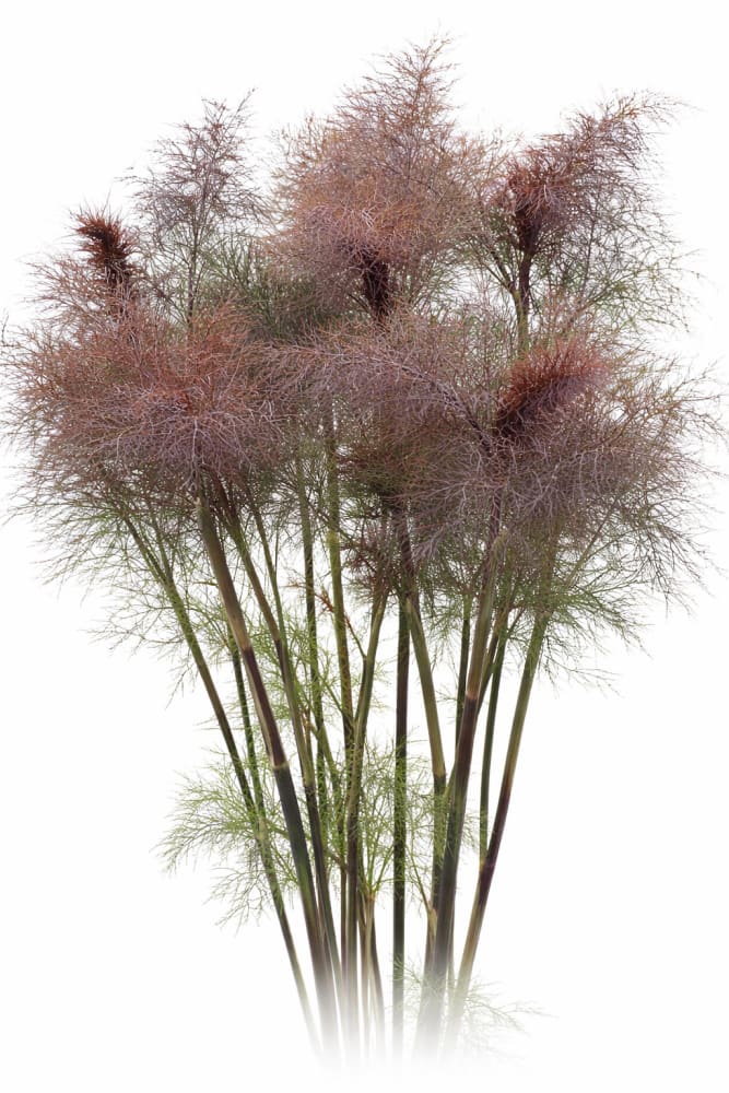 Foeniculum vulgare Smokey | Ornamental fennel | Cut Foliage & Herb therapyofflowers.com