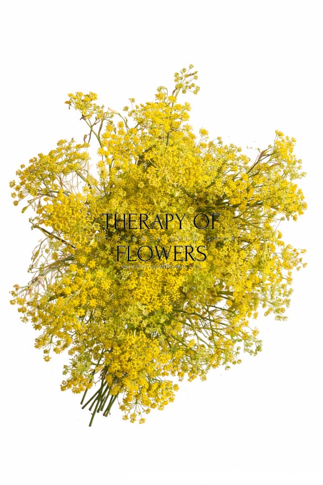 Foeniculum vulgare Smokey | Ornamental Bronze Fennel | Cut Foliage & Herb therapyofflowers.com